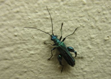 Swollen-thighed Beetle